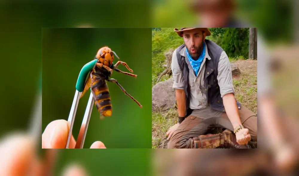 Un video muestra al famoso 'Coyote' Peterson siendo picado por una letal avispa gigante japonesa.