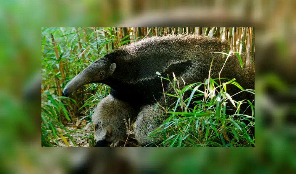 20 Animales en peligro de extinción y extintos en Perú 2019 [FOTOS]