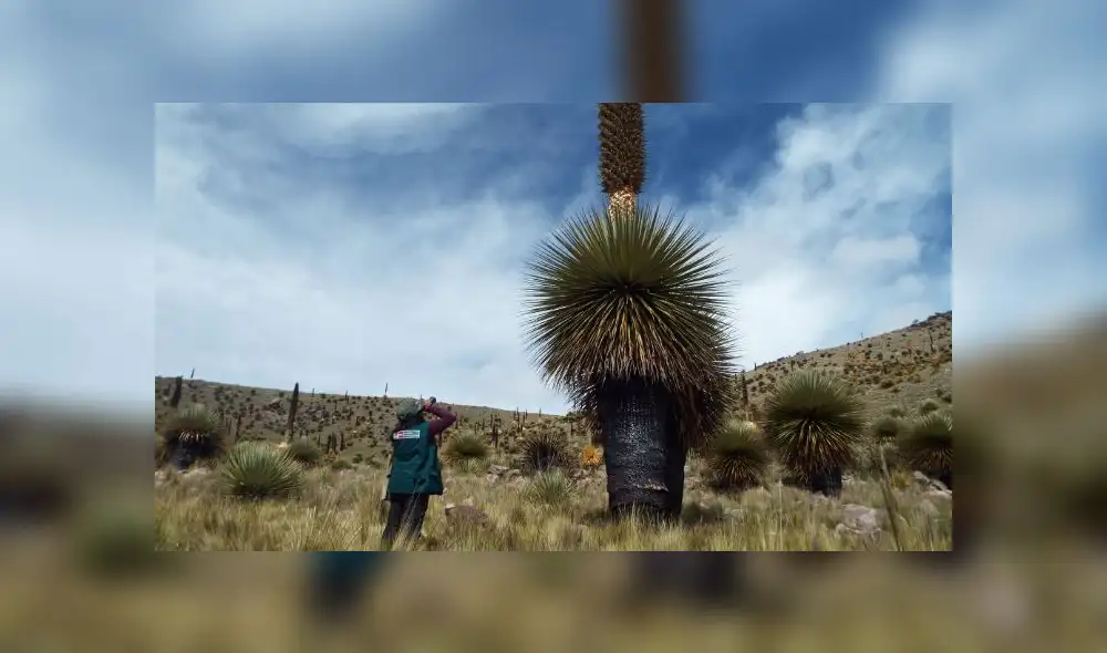 Puno: queman más de mil árboles de Puya Raimondi [FOTOS]