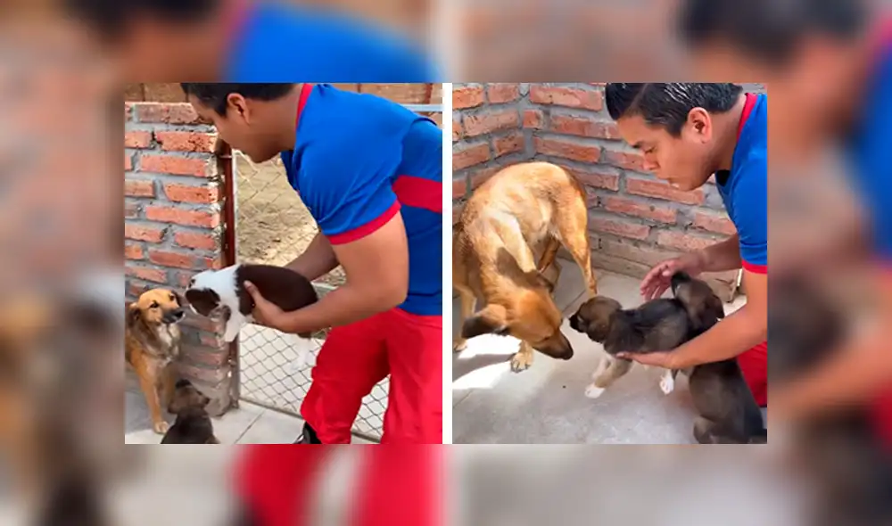 Desliza las imágenes para observar el conmovedor comportamiento de unos perros bebés al ver a su ‘madre’. Foto: Jefferson Rescata.