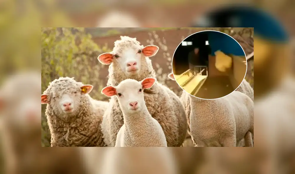 Facebook: oveja ve a hombre desconocido en su territorio y lo ataca con patada 'karateca'