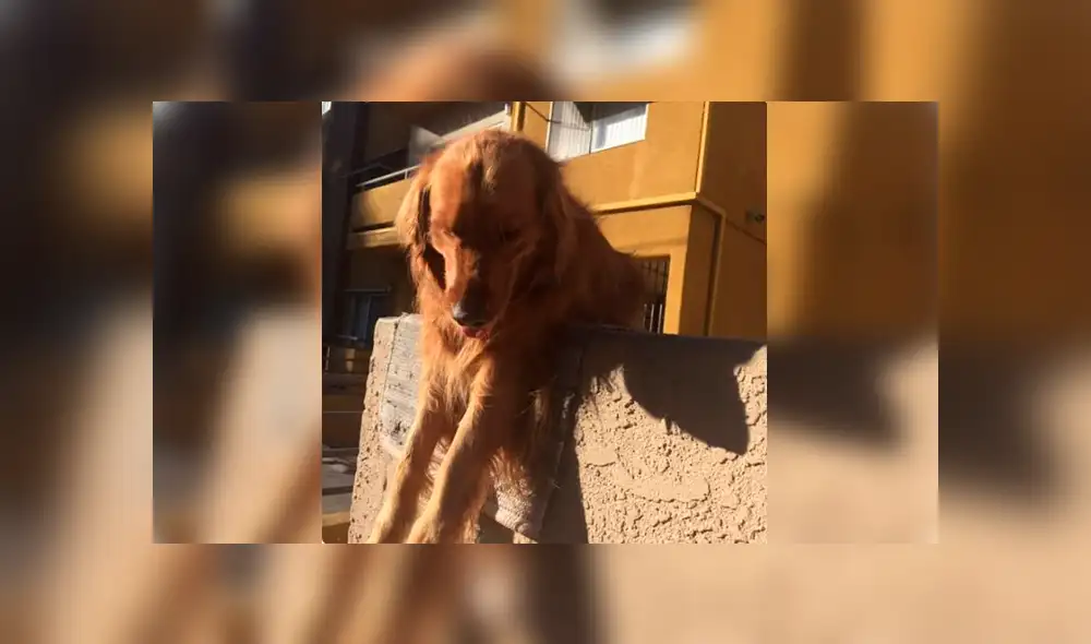 Facebook: conoce la triste historia del perro que lanza su juguete fuera de casa todos los días