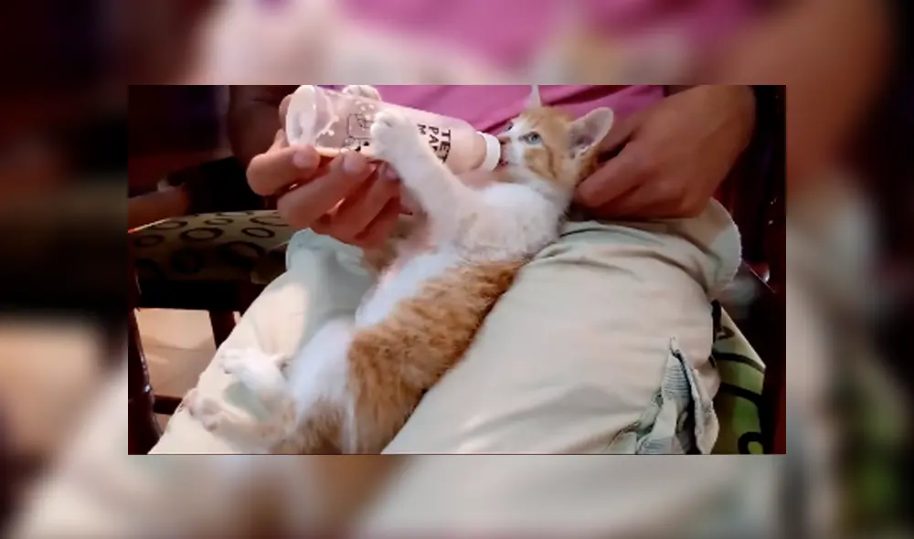 Desliza las imágenes hacia la izquierda para apreciar los cuidados que brindó un joven a su gato recién nacido. Desliza las imágenes hacia la izquierda para apreciar los cuidados que brindó un joven a su gato recién nacido.