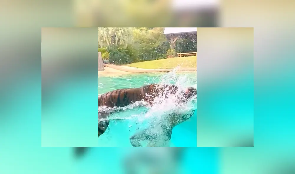 Desliza hacia la izquierda para ver las imágenes del viral de Facebook. Foto: Captura.