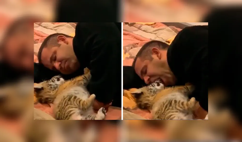 Desliza hacia la izquierda para ver la tierna escena de YouTube de un cuidador de felinos con un tigre bebé. Desliza hacia la izquierda para ver la tierna escena de YouTube de un cuidador de felinos con un tigre bebé.