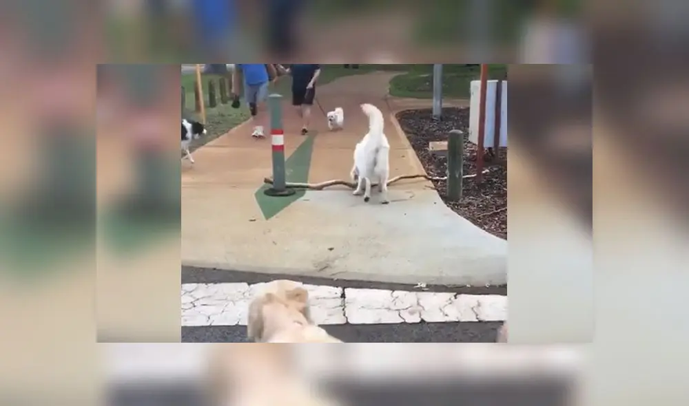 Desliza para conocer a estos dos perritos que lograron levantar una enorme rama y llevársela a su dueña. Foto: Captura