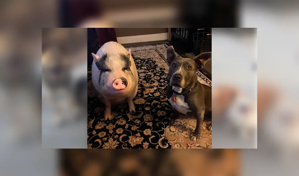 Desliza para ver las fotos que se volvieron tendencia en Facebook. Foto: Captura.