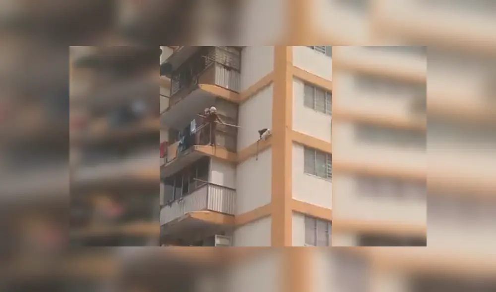 Residentes de un edificio de más de 10 pisos se han ganado los aplausos de varios internautas, tras ayudar a bomberos en el rescate de un indefenso felino Residentes de un edificio de más de 10 pisos se han ganado los aplausos de varios internautas, tras ayudar a bomberos en el rescate de un indefenso felino
