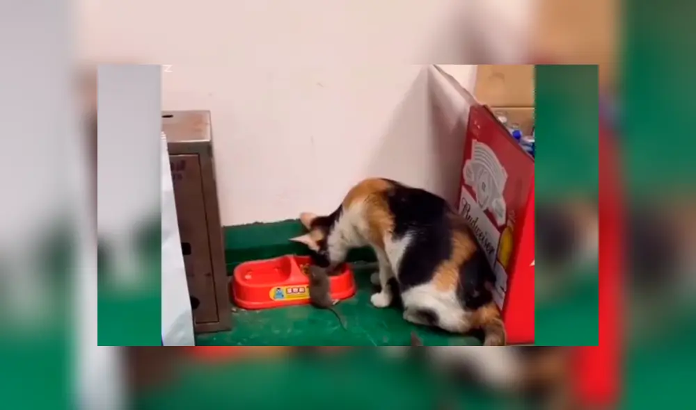 Desliza para ver los detalles del video viral publicado en YouTube. Foto: Captura. Desliza para ver los detalles del video viral publicado en YouTube. Foto: Captura.