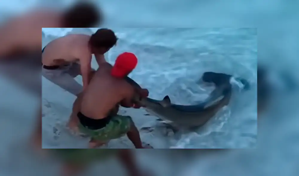 YouTube viral: tiburón martillo fue ayudado por bañistas que lo regresaron al mar [VIDEO]