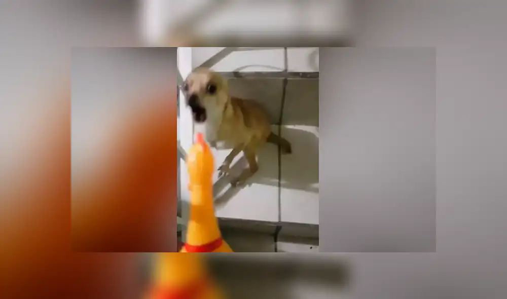 YouTube viral: no imaginarás lo que sucedió cuando un chihuahua rabioso intentó pelear con un pollo de hule [VIDEO] 