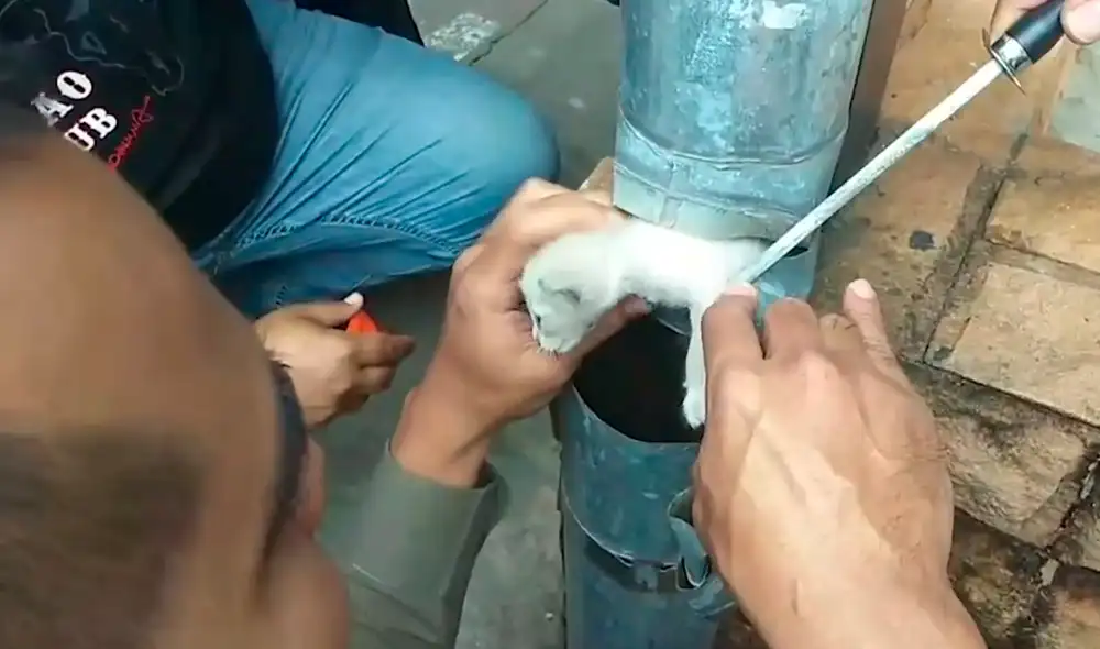 La operación de rescate duró 10 minutos. Foto: Viral Press / YouTube