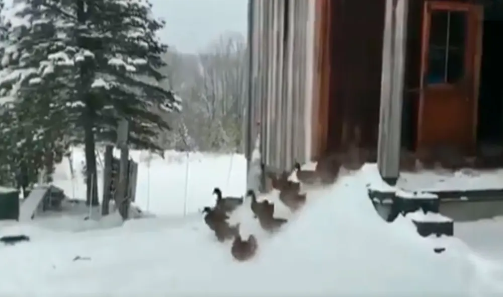 Desliza las imágenes para apreciar la curiosa reacción que tuvieron unos patos al sentir la nieve por primera vez. Foto: captura de Facebook Desliza las imágenes para apreciar la curiosa reacción que tuvieron unos patos al sentir la nieve por primera vez. Foto: captura de Facebook