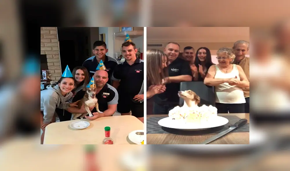 Desliza las imágenes para apreciar la conmovedora reacción del perro al notar la fiesta que organizó su familia.