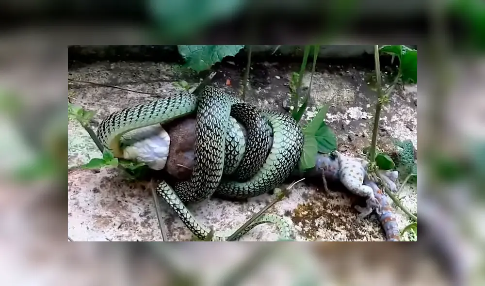 Si quieres ver la brutal batalla entre dos reptiles, revisa nuestra galería de fotos deslizando hacia la izquierda cada imagen del viral de YouTube. Si quieres ver la brutal batalla entre dos reptiles, revisa nuestra galería de fotos deslizando hacia la izquierda cada imagen del viral de YouTube.