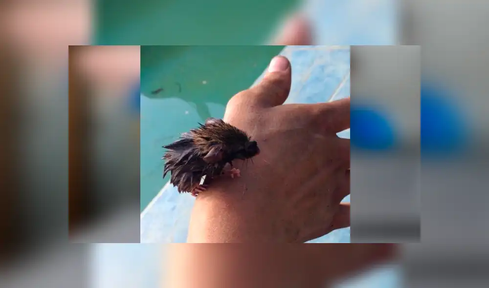 Desliza hacia la izquierda para ver las imágenes del viral de Facebook. Desliza hacia la izquierda para ver las imágenes del viral de Facebook.