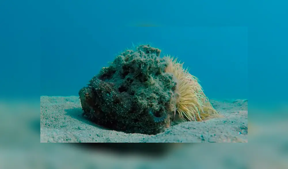YouTube viral: Buzo queda aterrado al descubrir una misteriosa criatura marina que parece una roca [VIDEO]