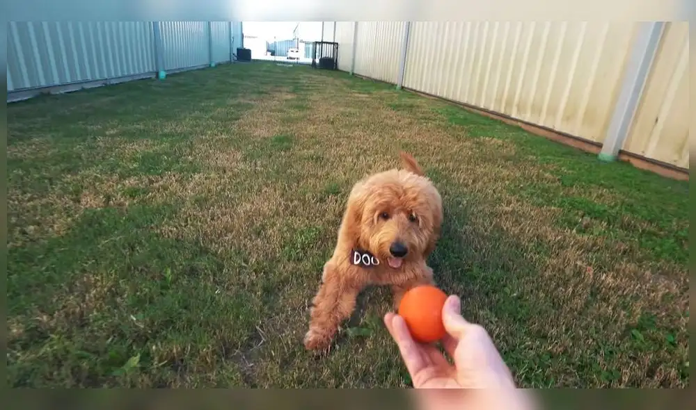 Youtuber alquila cartel publicitario por el cumpleaños de su perrito [VIDEO]