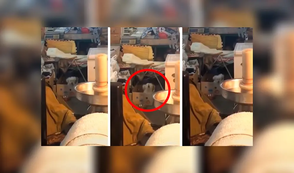 En Facebook, un perro llamó la atención de su dueño por su singular forma de moverse al ritmo de hip hop.