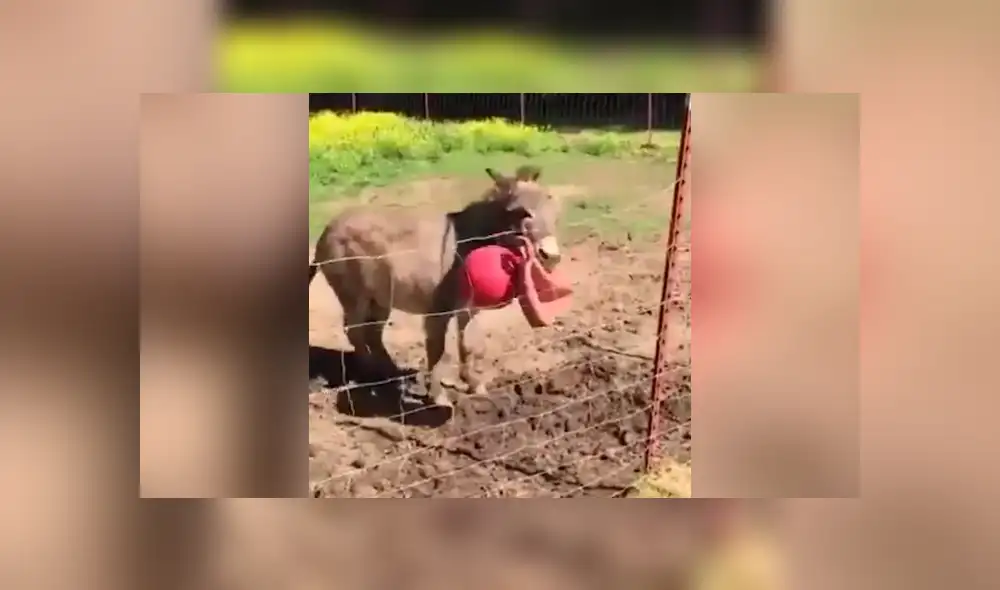 YouTube viral: Burro se comporta como tierno perrito cuando le lanzan una pelota [VIDEO]