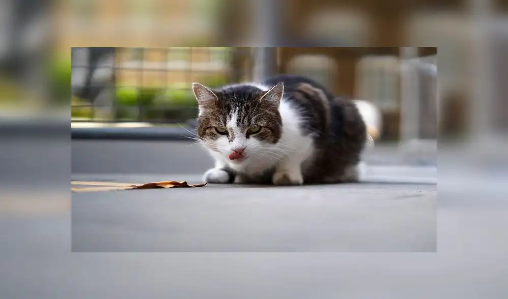 Larry, the 10 Downing Street cat, waits in the street outside number 10, the official residence of Britain's Prime Minister, in central London on May 12, 2020. - �The British government on Monday published what it said was a "cautious roadmap" to ease the seven-week coronavirus lockdown in England, notably recommending people wear facemasks in some public settings. (Photo by Tolga Akmen / AFP) Larry, the 10 Downing Street cat, waits in the street outside number 10, the official residence of Britain's Prime Minister, in central London on May 12, 2020. - �The British government on Monday published what it said was a "cautious roadmap" to ease the seven-week coronavirus lockdown in England, notably recommending people wear facemasks in some public settings. (Photo by Tolga Akmen / AFP)