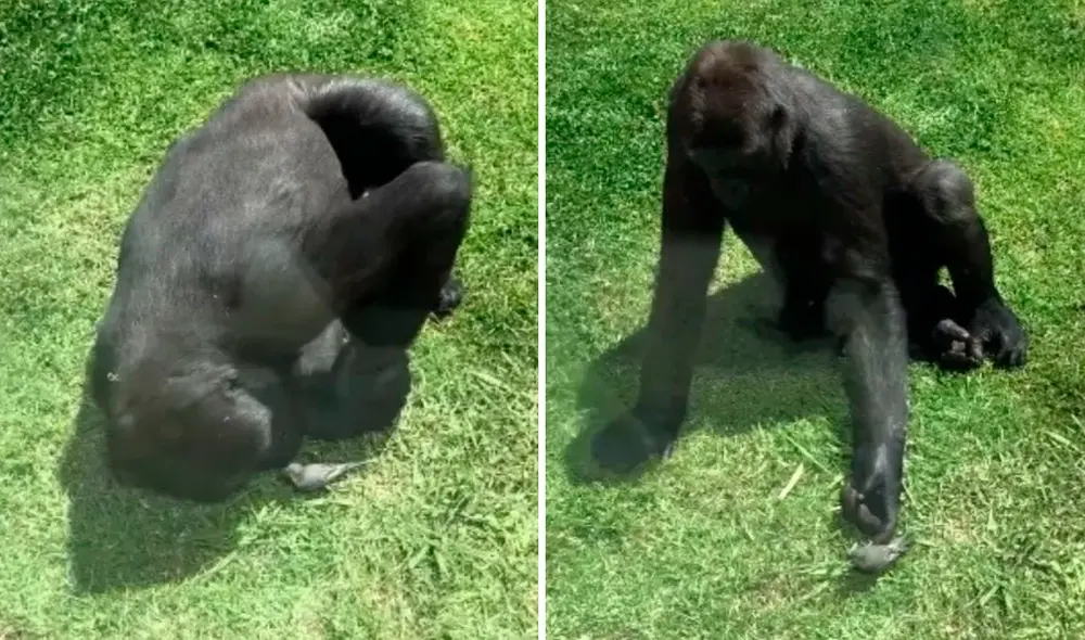Desliza las imágenes para ver el emotivo momento en que un gorila intenta ayudar a un ave. Foto: captura de YouTube Desliza las imágenes para ver el emotivo momento en que un gorila intenta ayudar a un ave. Foto: captura de YouTube
