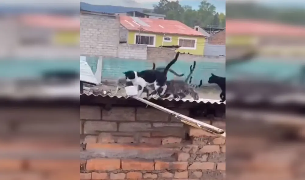 Desliza las imágenes para apreciar el noble gesto de una familia para alimentar a unos felinos abandonados. Foto: Captura de Facebook