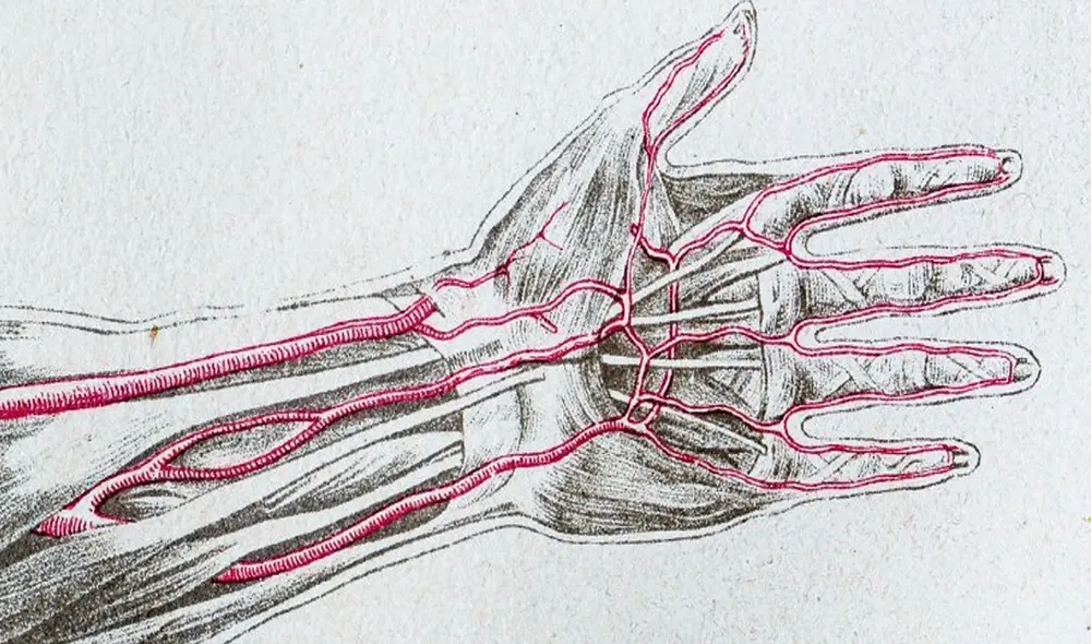 La arteria media se forma durante la etapa embrionaria, pero desaparece generalmente alrededor de las ocho semanas. Foto: ScienceAlert La arteria media se forma durante la etapa embrionaria, pero desaparece generalmente alrededor de las ocho semanas. Foto: ScienceAlert