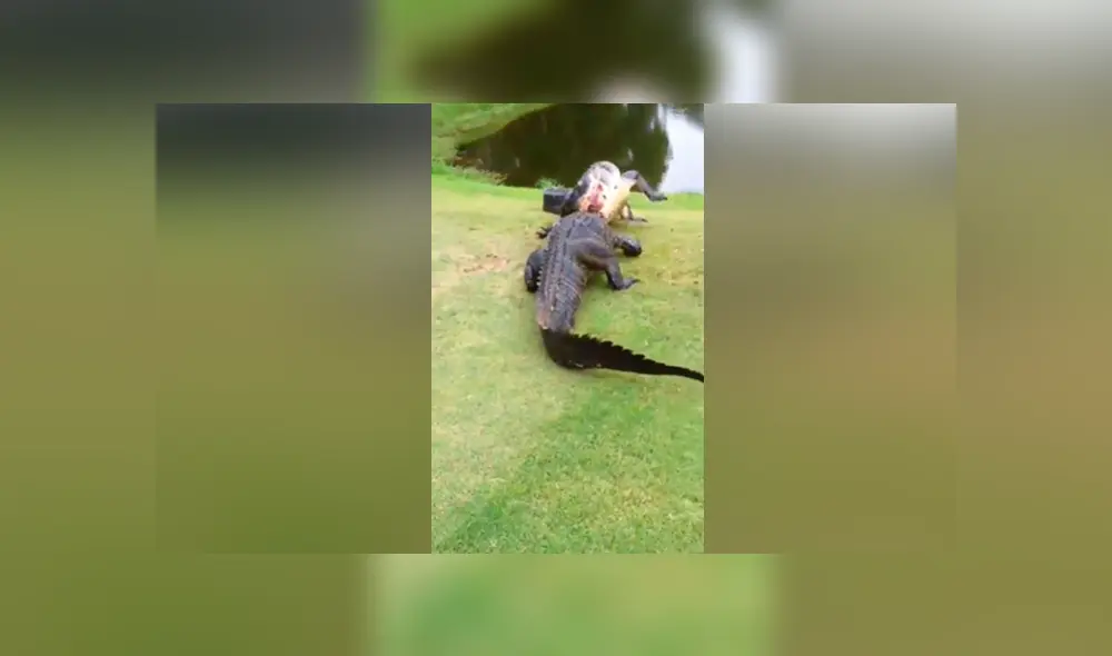 YouTube viral: capta brutal pelea entre hambrientos cocodrilos y terrible final sorprende en redes