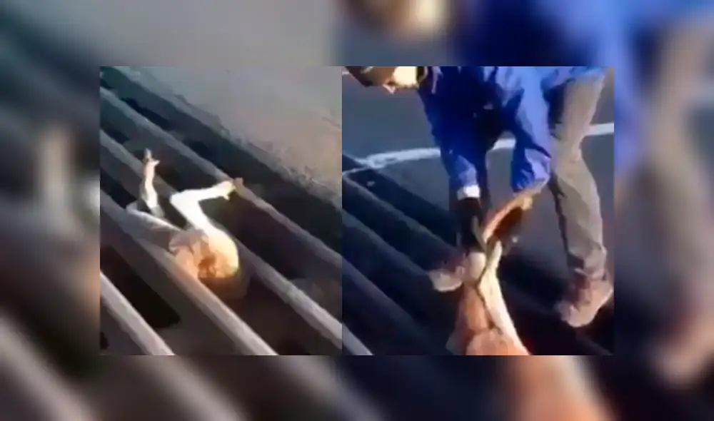 Facebook: hombre se gana el aplauso de miles al salvar a un canguro atrapado en una rejilla