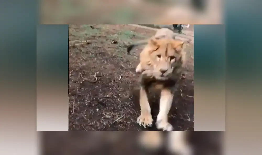 Desliza hacia la izquierda para ver la reacción que tuvo un león al reencontrarse con la persona que lo cuidó de bebé, hecho que se hizo viral en YouTube.