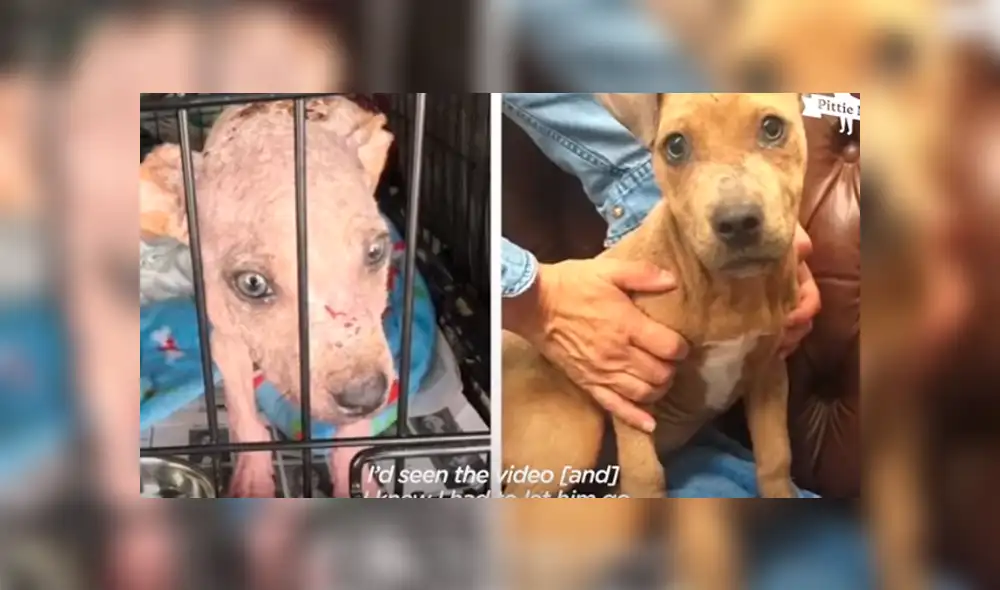 Desliza hacia la izquierda para ver el antes y después de un perro bebé que fue abandonado. Imágenes de Facebook.