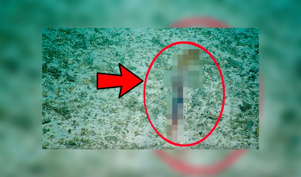 Científicos captaron el impactante momento en que la extraña criatura marina cambia su apariencia para protegerse desde el fondo del mar Científicos captaron el impactante momento en que la extraña criatura marina cambia su apariencia para protegerse desde el fondo del mar