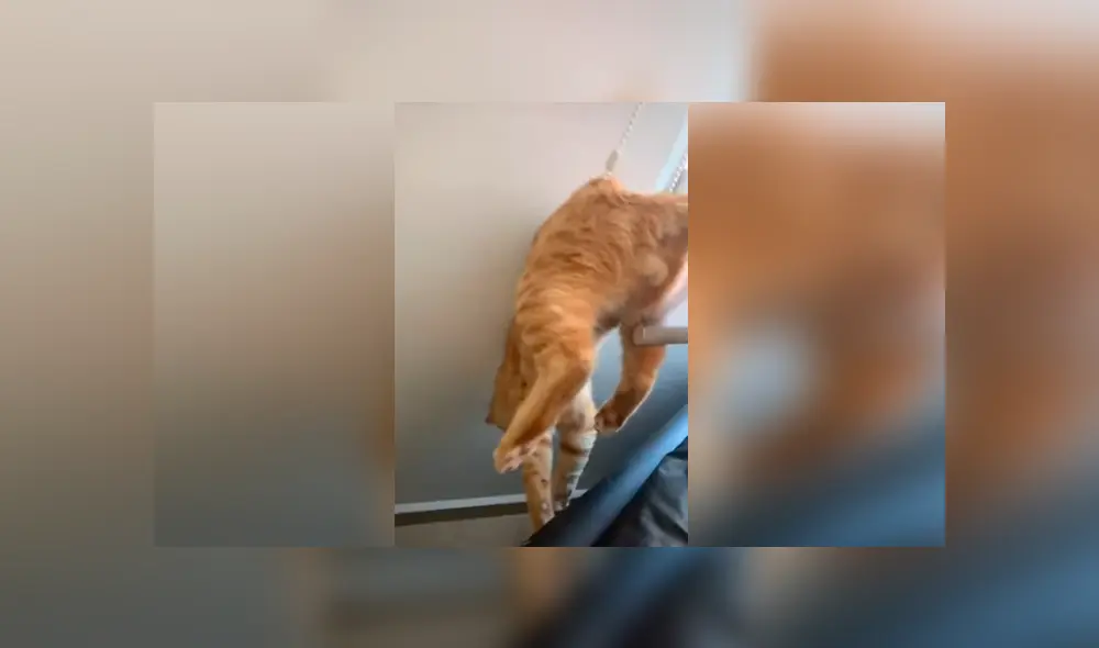 Desliza las imágenes para apreciar el tremendo castigo que recibió un gato al cometer una travesura.