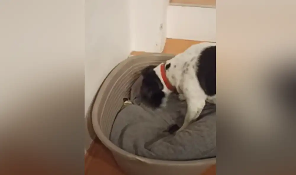 Desliza hacia la izquierda para ver las imágenes del video viral. Foto: captura de Facebook.