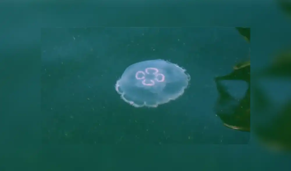 Desliza a la izquierda para conocer más sobre este nuevo viral de YouTube. Foto: Captura. Desliza a la izquierda para conocer más sobre este nuevo viral de YouTube. Foto: Captura.