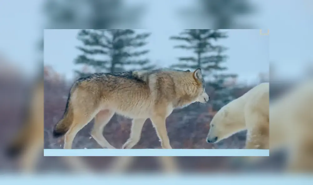 Los lobos acorralaron a la enorme criatura que descansaba tranquilamente sobre la nieve. Foto: National Geographic Los lobos acorralaron a la enorme criatura que descansaba tranquilamente sobre la nieve. Foto: National Geographic