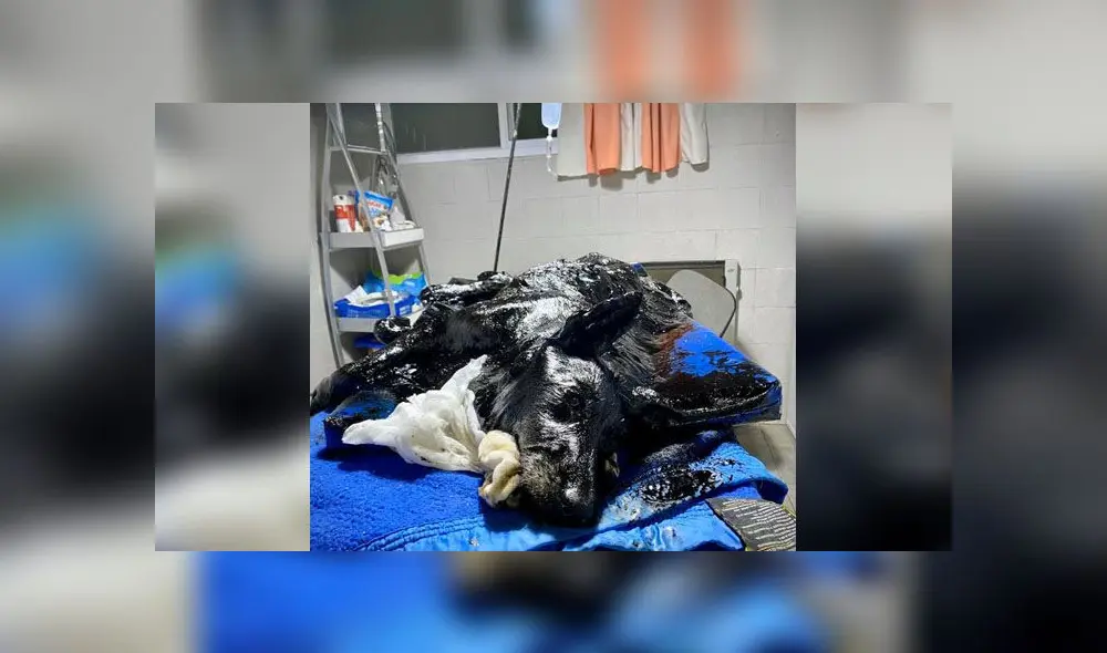 Desliza para descubrir lo que le sucedió a Aloe después de caerse a un pozo de brea. Foto: Facebook Desliza para descubrir lo que le sucedió a Aloe después de caerse a un pozo de brea. Foto: Facebook