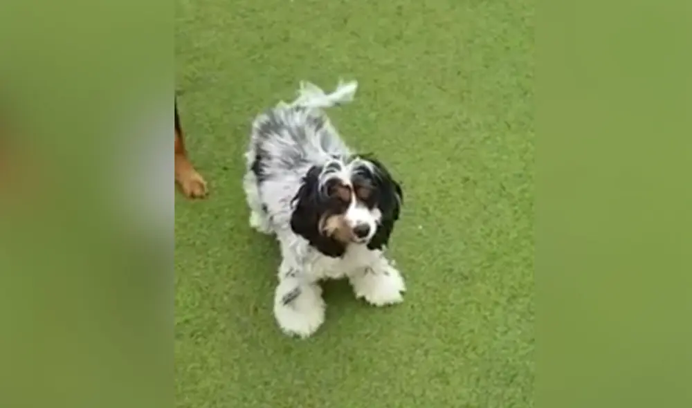Desliza las imágenes para ver más detalles sobre esta conmovedora historia de recuperación de un perrito. Foto: captura de YouTube