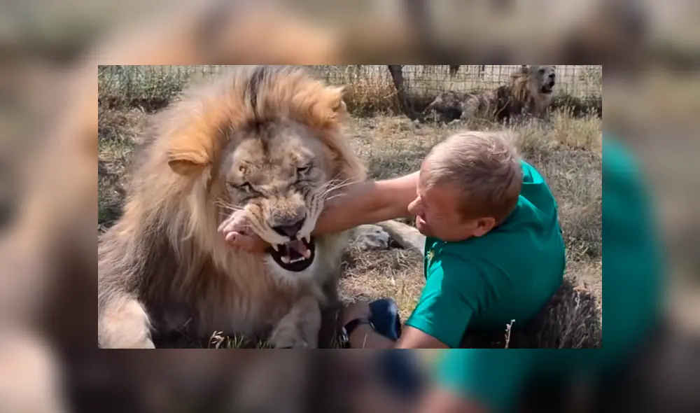 En Facebook se viralizó el encuentro de cuidador con enorme león. En Facebook se viralizó el encuentro de cuidador con enorme león.