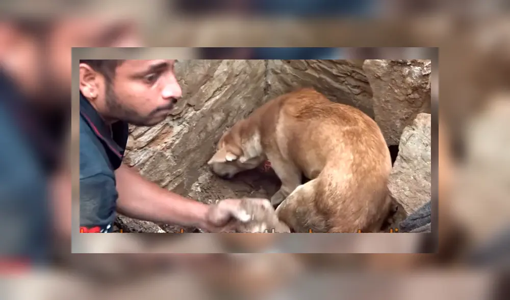 Madre de los cachorros hizo lo imposible para sacar a sus críos que habían quedado enterrados en un profundo hoyo.