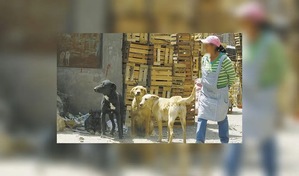 Arequipa: dan eutanasia a perro con rabia que mordió a dos personas en el distrito de Yura Arequipa: dan eutanasia a perro con rabia que mordió a dos personas en el distrito de Yura