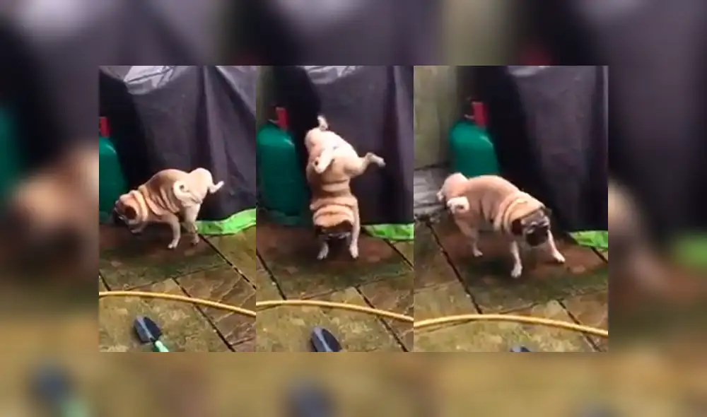 Facebook: Perro realiza arriesgada maniobra mientras se encontraba miccionando Facebook: Perro realiza arriesgada maniobra mientras se encontraba miccionando