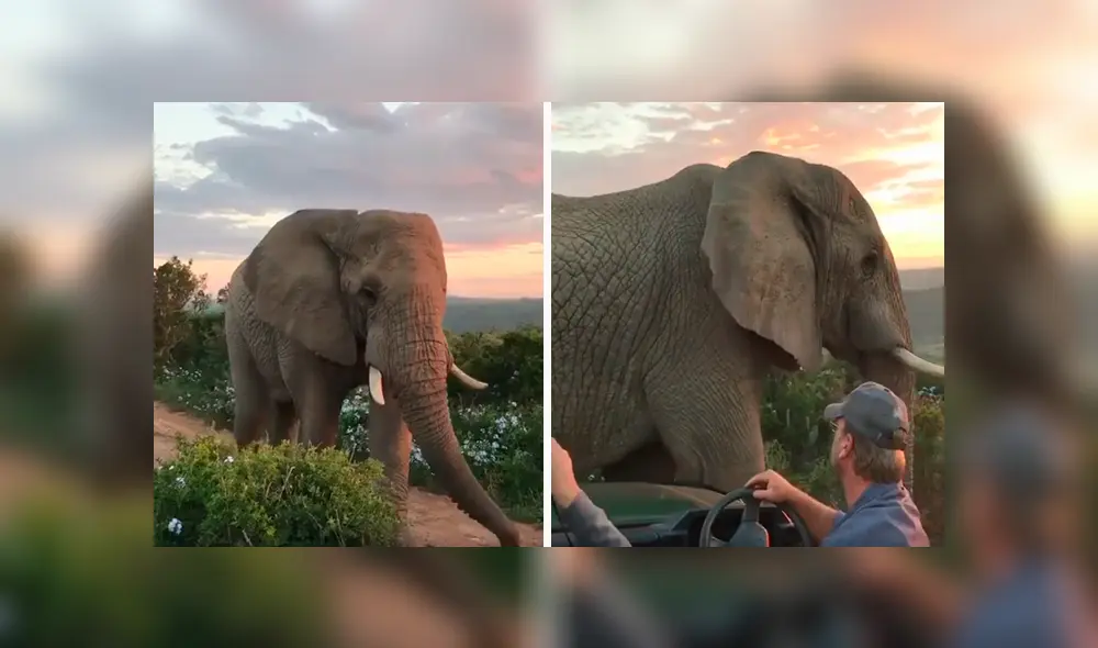Desliza las imágenes hacia la izquierda para observar la noble acción de un elefante al notar la presencia de turistas. Desliza las imágenes hacia la izquierda para observar la noble acción de un elefante al notar la presencia de turistas.