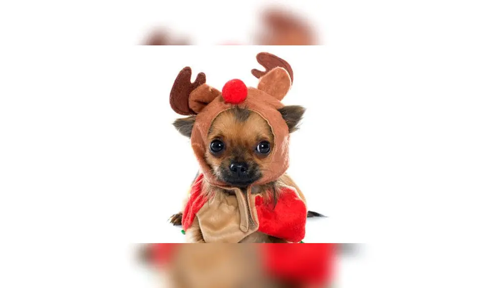 Navidad: 10 vestuarios para que tu mascota luzca impecable en la Noche Buena [FOTOS]