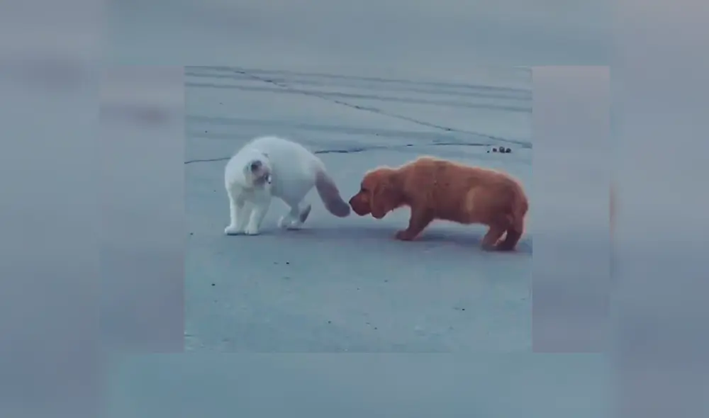 En YouTube, un cachorro quería jugarle una pesada broma a un gato, pero nada sale como esperaba.