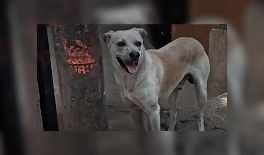 Desliza hacia la izquierda para ver las imágenes del vira del YouTube. Desliza hacia la izquierda para ver las imágenes del vira del YouTube.