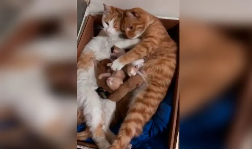 Desliza las imágenes para ver el tierno momento en que un joven conoce a las crías de sus adoradas mascotas. Foto: captura de Facebook Desliza las imágenes para ver el tierno momento en que un joven conoce a las crías de sus adoradas mascotas. Foto: captura de Facebook