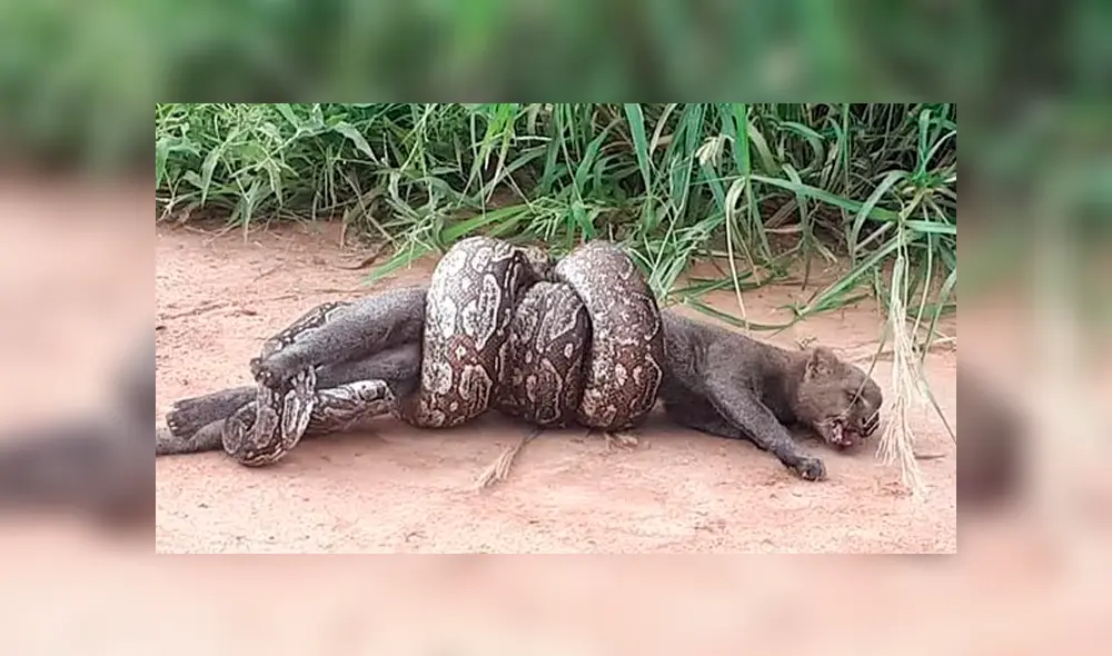 Desliza hacia la izquierda para ver el feroz ataque de una serpiente lampalagua a un puma. Escena viral de Facebook. Desliza hacia la izquierda para ver el feroz ataque de una serpiente lampalagua a un puma. Escena viral de Facebook.