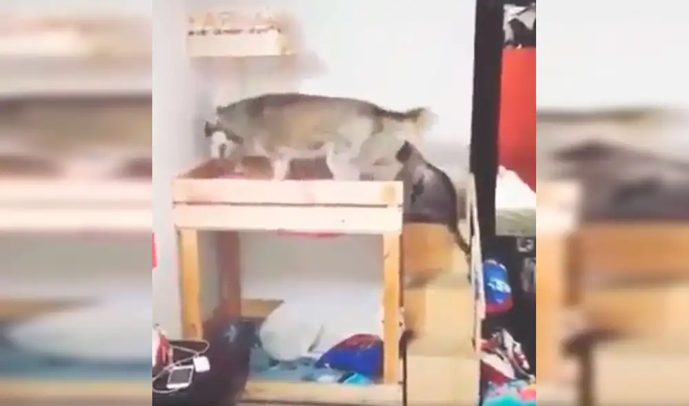 Desliza las imágenes para apreciar la buena conducta de unos perros junto a un gato al obedecer a su dueño. Fotocaptura: Facebook. Desliza las imágenes para apreciar la buena conducta de unos perros junto a un gato al obedecer a su dueño. Fotocaptura: Facebook.